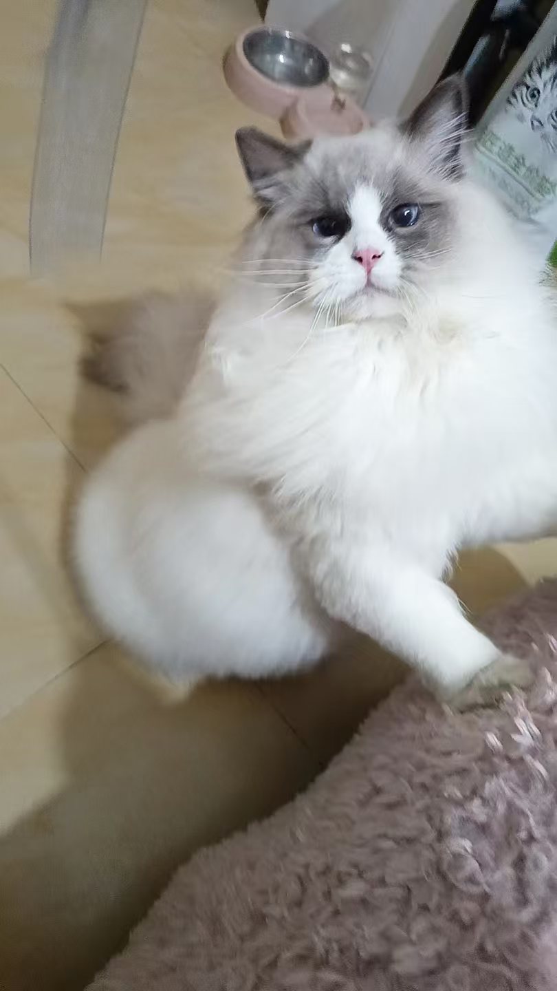 自己家养的新脸版布偶猫咪找主人了，弟弟妹妹都有哈！能吃能睡能陪玩！标价出